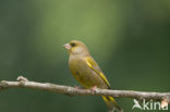 Groenling (Carduelis chloris)