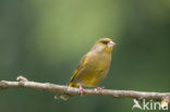 Groenling (Carduelis chloris)