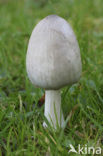 Grote kale inktzwam (Coprinus atramentarius)