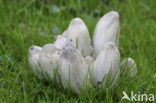 Grote kale inktzwam (Coprinus atramentarius)