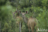 Grote koedoe (Tragelaphus strepsiceros)