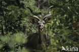 Greater kudu (Tragelaphus strepsiceros)