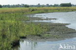 Grote lisdodde (Typha latifolia)