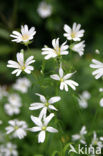 Greater Stitchwort (Stellaria holostea)