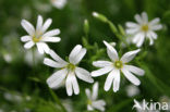 Greater Stitchwort (Stellaria holostea)