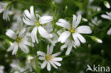 Greater Stitchwort (Stellaria holostea)