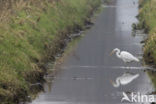 Great White Egret