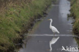 Great White Egret