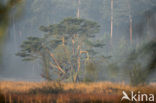 Scots Pine (Pinus sylvestris)