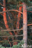 Scots Pine (Pinus sylvestris)
