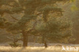 Scots Pine (Pinus sylvestris)