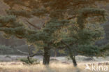 Scots Pine (Pinus sylvestris)