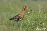 Grutto (Limosa limosa) 