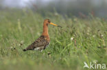 Grutto (Limosa limosa) 