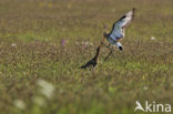 Grutto (Limosa limosa) 