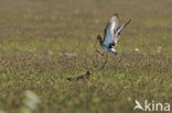 Grutto (Limosa limosa) 