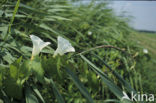 Hedge Bindweed (Convolvulus sepium)