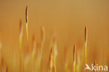 Haarmos (Polytrichum spec.)