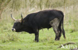 Heckrund (Bos taurus spp)