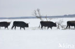 Heckrund (Bos taurus spp)