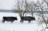 Heck cattle