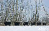 Heck cattle