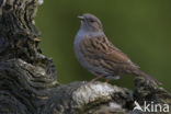 Heggemus (Prunella modularis)