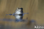 Moor Frog (Rana arvalis)