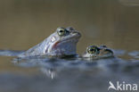 Moor Frog (Rana arvalis)