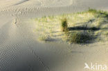 Marram (Ammophila arenaria)