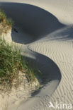 Marram (Ammophila arenaria)