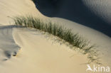 Marram (Ammophila arenaria)