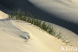 Marram (Ammophila arenaria)