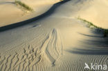 Marram (Ammophila arenaria)