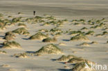 Marram (Ammophila arenaria)