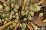 Orpine (Sedum telephium)