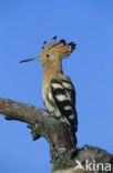 Hoopoe (Upupa epops)