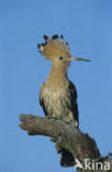 Hoopoe (Upupa epops)