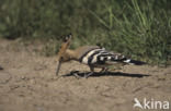 Hoopoe (Upupa epops)