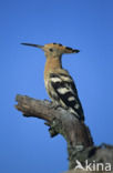 Hoopoe (Upupa epops)