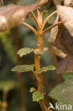 Hortensia (Hydrangea macrophylla spp.)