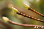 Hydrangea anomala (Hydrangea petiolaris)