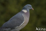 Houtduif (Columba palumbus)