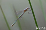 Green Emerald Damselfly (Lestes viridis)
