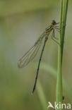 Green Emerald Damselfly (Lestes viridis)