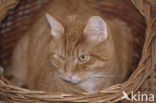 Huiskat (Felis domesticus