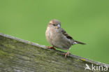 Huismus (Passer domesticus) 