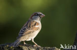 Huismus (Passer domesticus) 