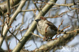 House Sparrow (Passer domesticus)