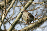 Huismus (Passer domesticus) 